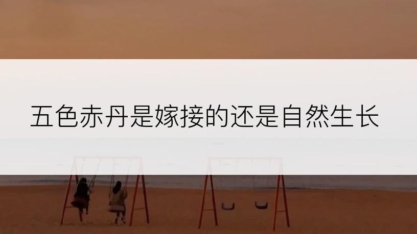 五色赤丹是嫁接的还是自然生长