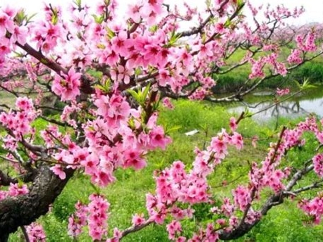 南昌桃花什么时候开
