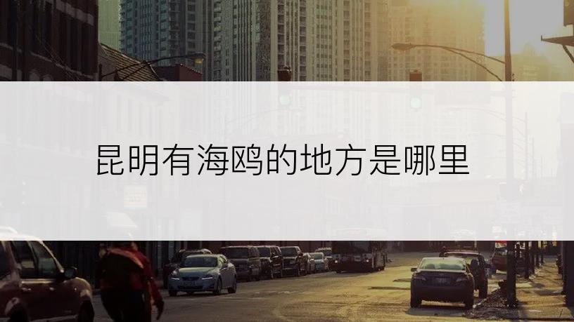 昆明有海鸥的地方是哪里