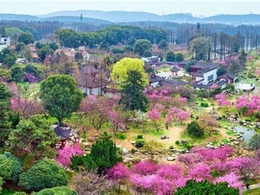 武汉哪里有梅花景点