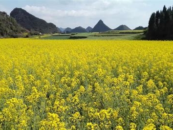 广州油菜花景点