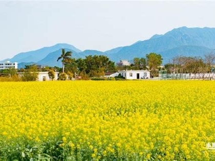 深圳光明油菜花地址