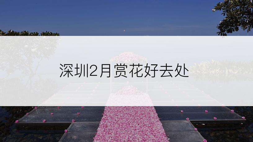 深圳2月赏花好去处