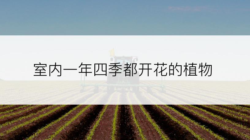 室内一年四季都开花的植物