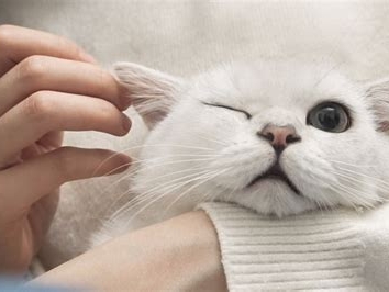 小猫怎么清理耳朵