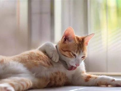 母猫绝育后多久恢复