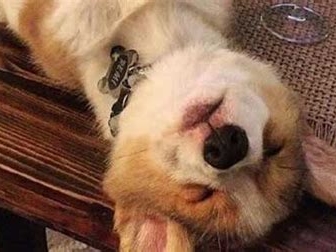 狗突然抽搐是什么原因