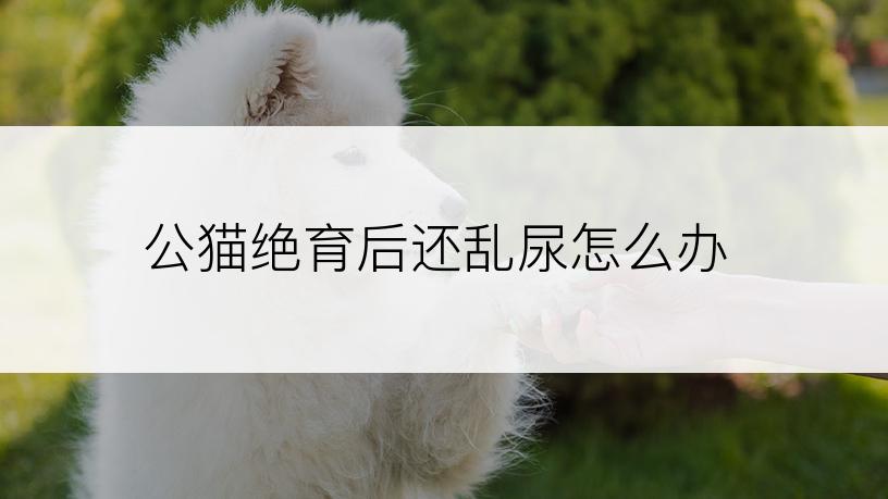 公猫绝育后还乱尿怎么办