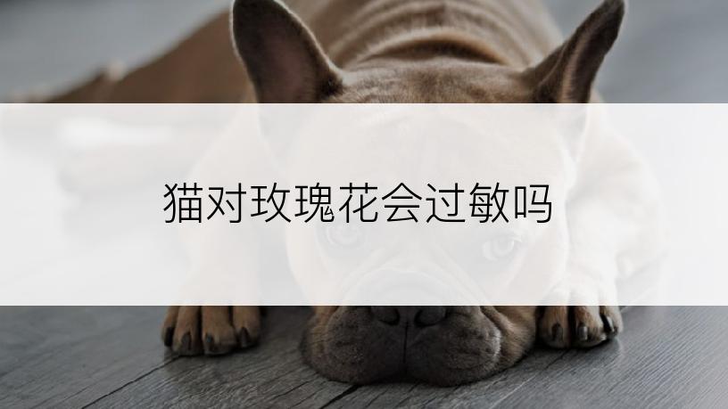 猫对玫瑰花会过敏吗