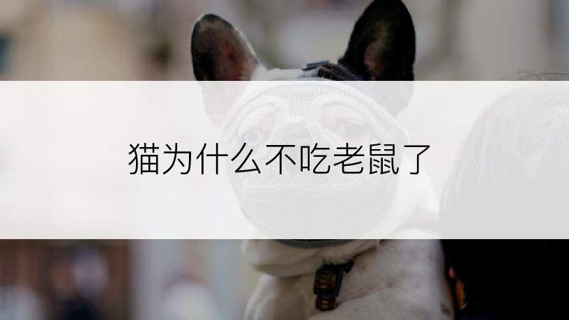 猫为什么不吃老鼠了