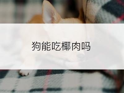 狗能吃椰肉吗