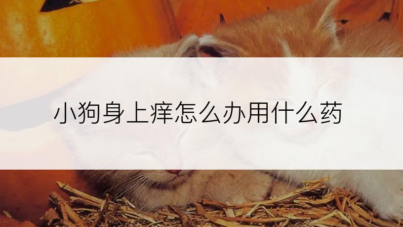 小狗身上痒怎么办用什么药