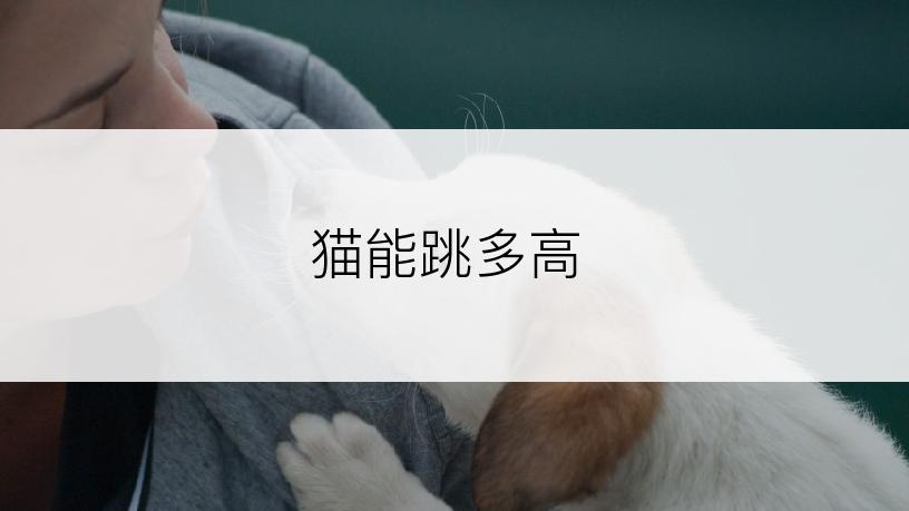 猫能跳多高
