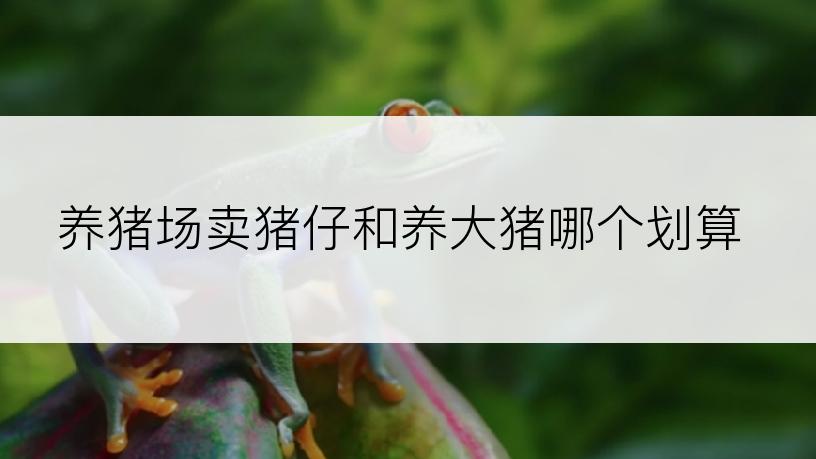 养猪场卖猪仔和养大猪哪个划算