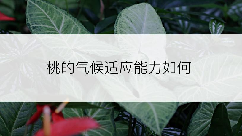 桃的气候适应能力如何
