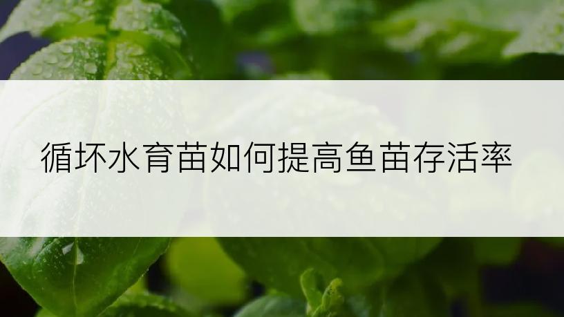 循坏水育苗如何提高鱼苗存活率
