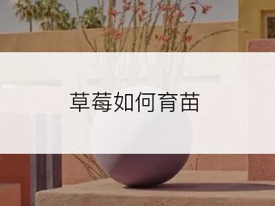 草莓如何育苗