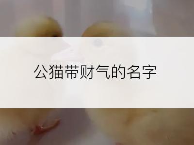 公猫带财气的名字