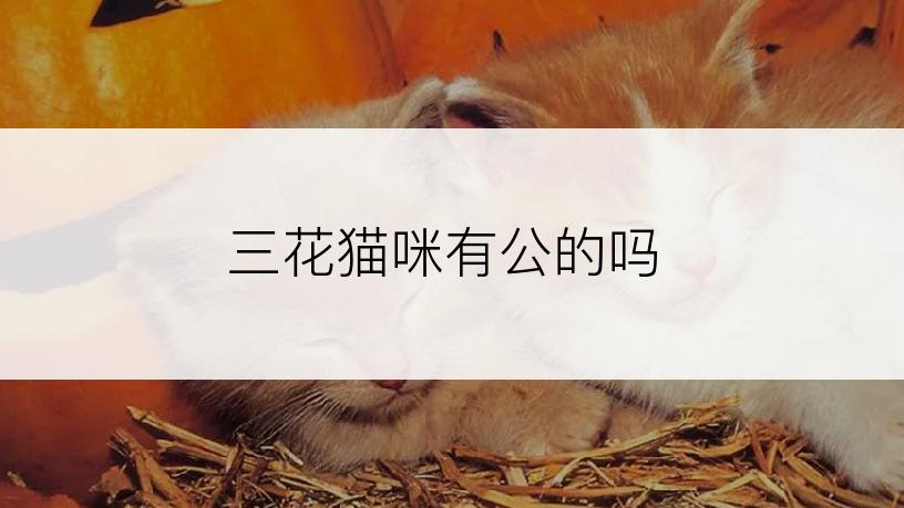 三花猫咪有公的吗