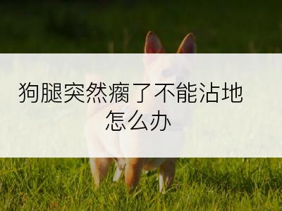 狗腿突然瘸了不能沾地怎么办