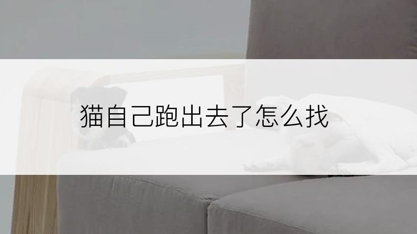 猫自己跑出去了怎么找