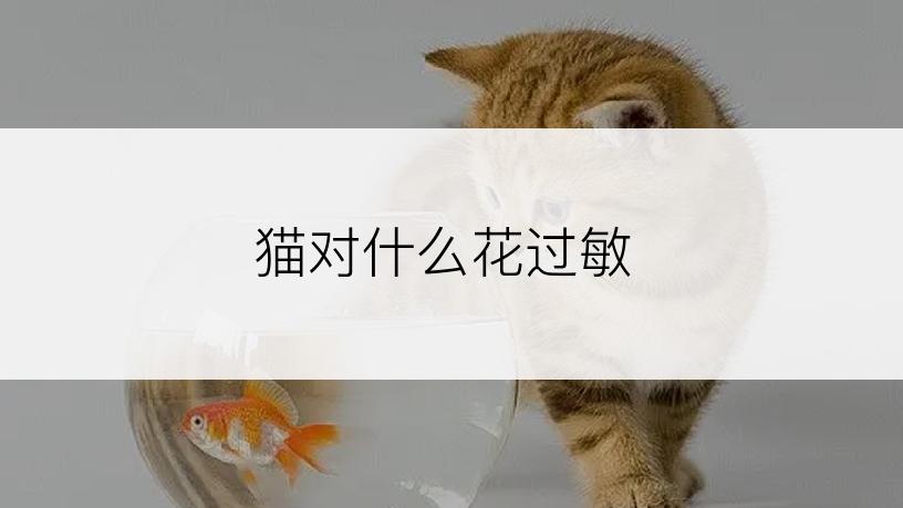 猫对什么花过敏