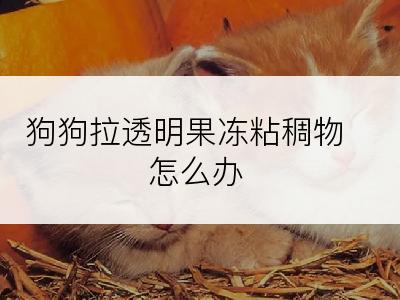 狗狗拉透明果冻粘稠物怎么办