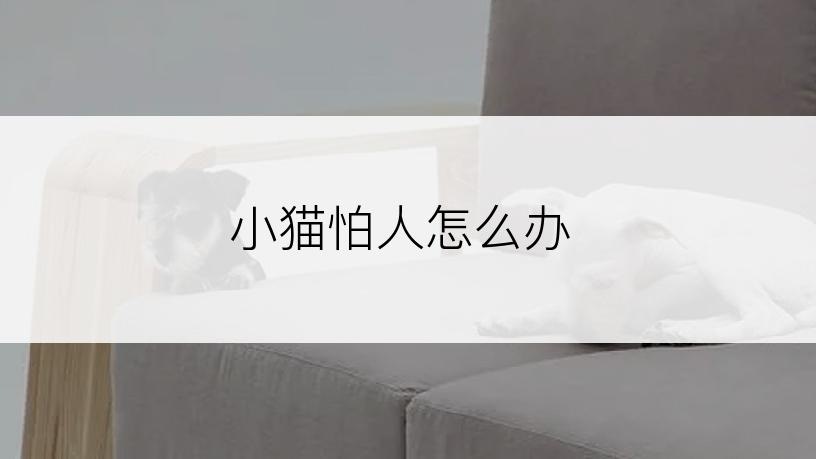 小猫怕人怎么办
