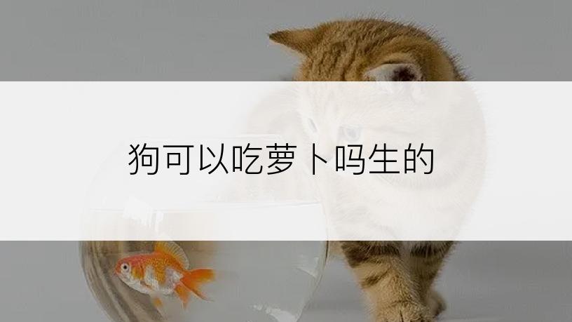 狗可以吃萝卜吗生的