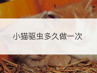小猫驱虫多久做一次