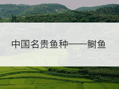 中国名贵鱼种——鲥鱼