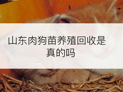 山东肉狗苗养殖回收是真的吗