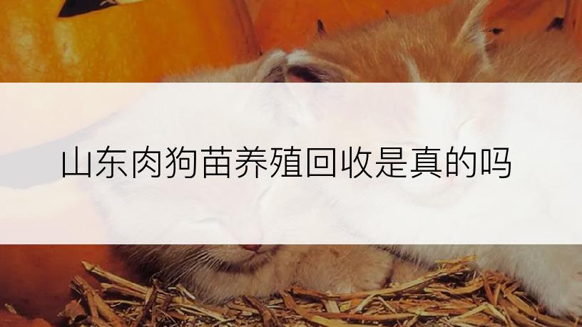 山东肉狗苗养殖回收是真的吗