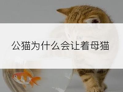 公猫为什么会让着母猫