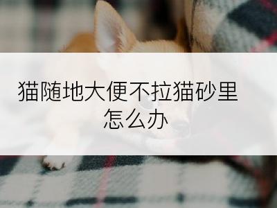猫随地大便不拉猫砂里怎么办