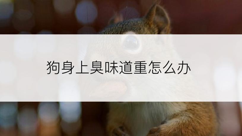 狗身上臭味道重怎么办