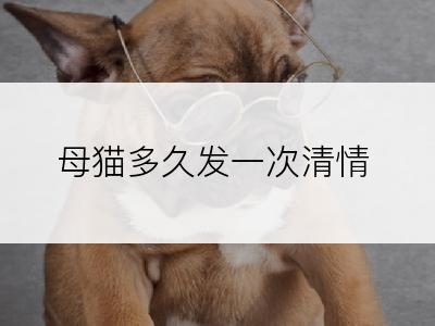 母猫多久发一次清情