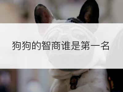 狗狗的智商谁是第一名