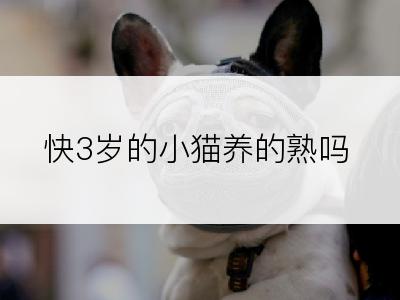 快3岁的小猫养的熟吗