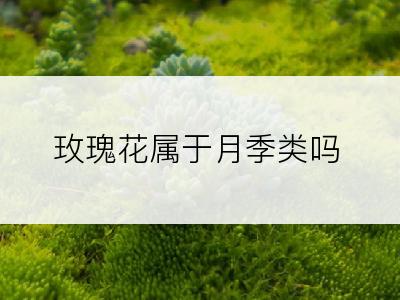 玫瑰花属于月季类吗