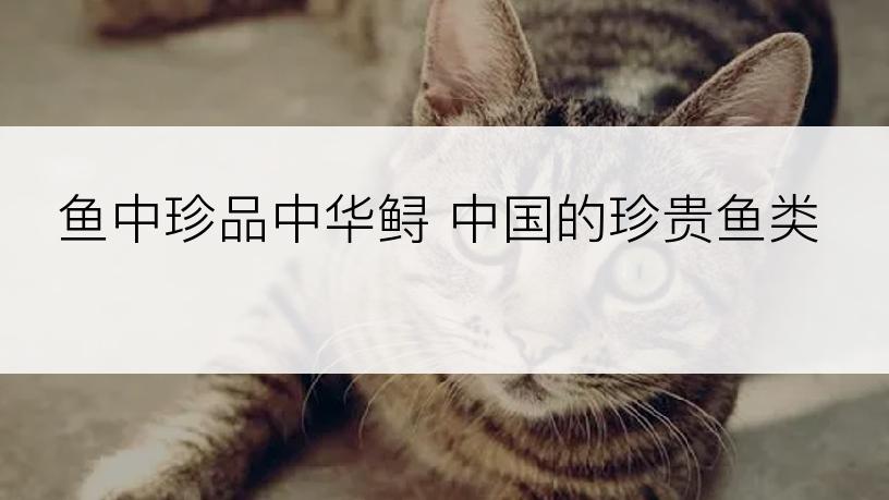 鱼中珍品中华鲟 中国的珍贵鱼类