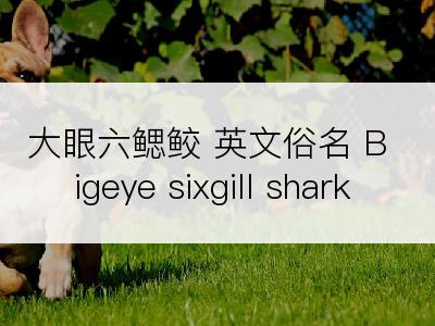 大眼六鳃鲛 英文俗名 Bigeye sixgill shark