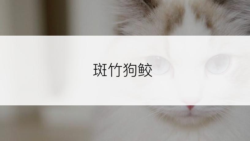 斑竹狗鲛