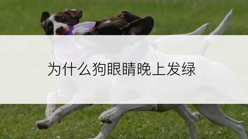 为什么狗眼睛晚上发绿