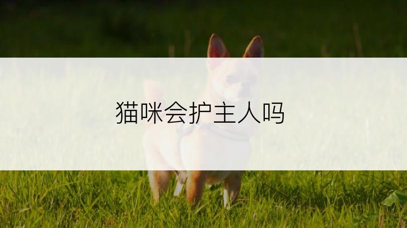 猫咪会护主人吗