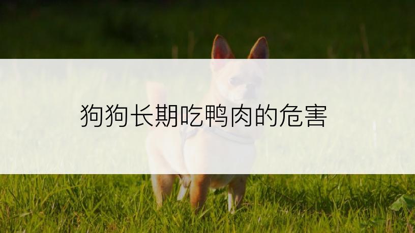 狗狗长期吃鸭肉的危害