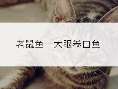 老鼠鱼―大眼卷口鱼