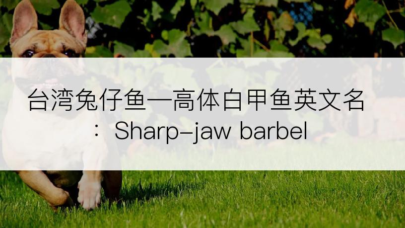 台湾兔仔鱼―高体白甲鱼英文名：Sharp-jaw barbel