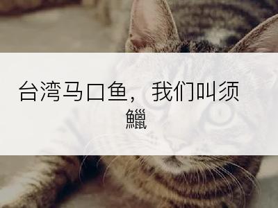 台湾马口鱼，我们叫须鱲
