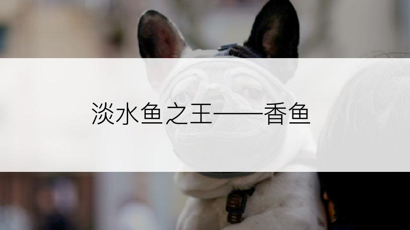 淡水鱼之王――香鱼
